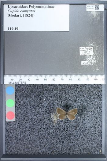 Media type: image;   Entomology 69311